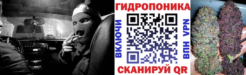 Каннабис индика Рославль